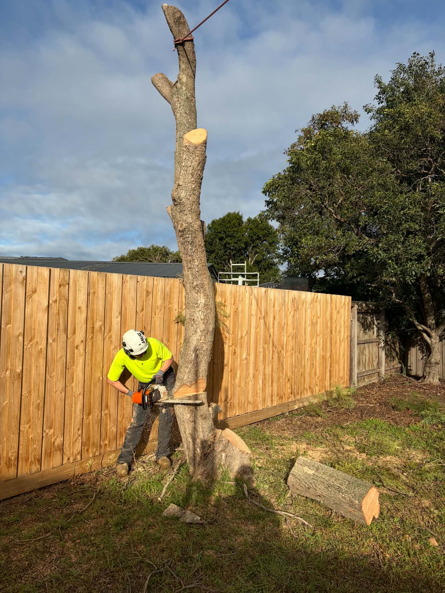 Tree Removal by Safer Trees Melbourne