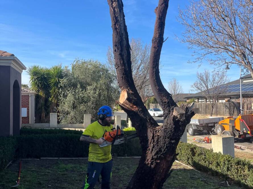 How Much Does Tree Removal Cost in Melbourne?