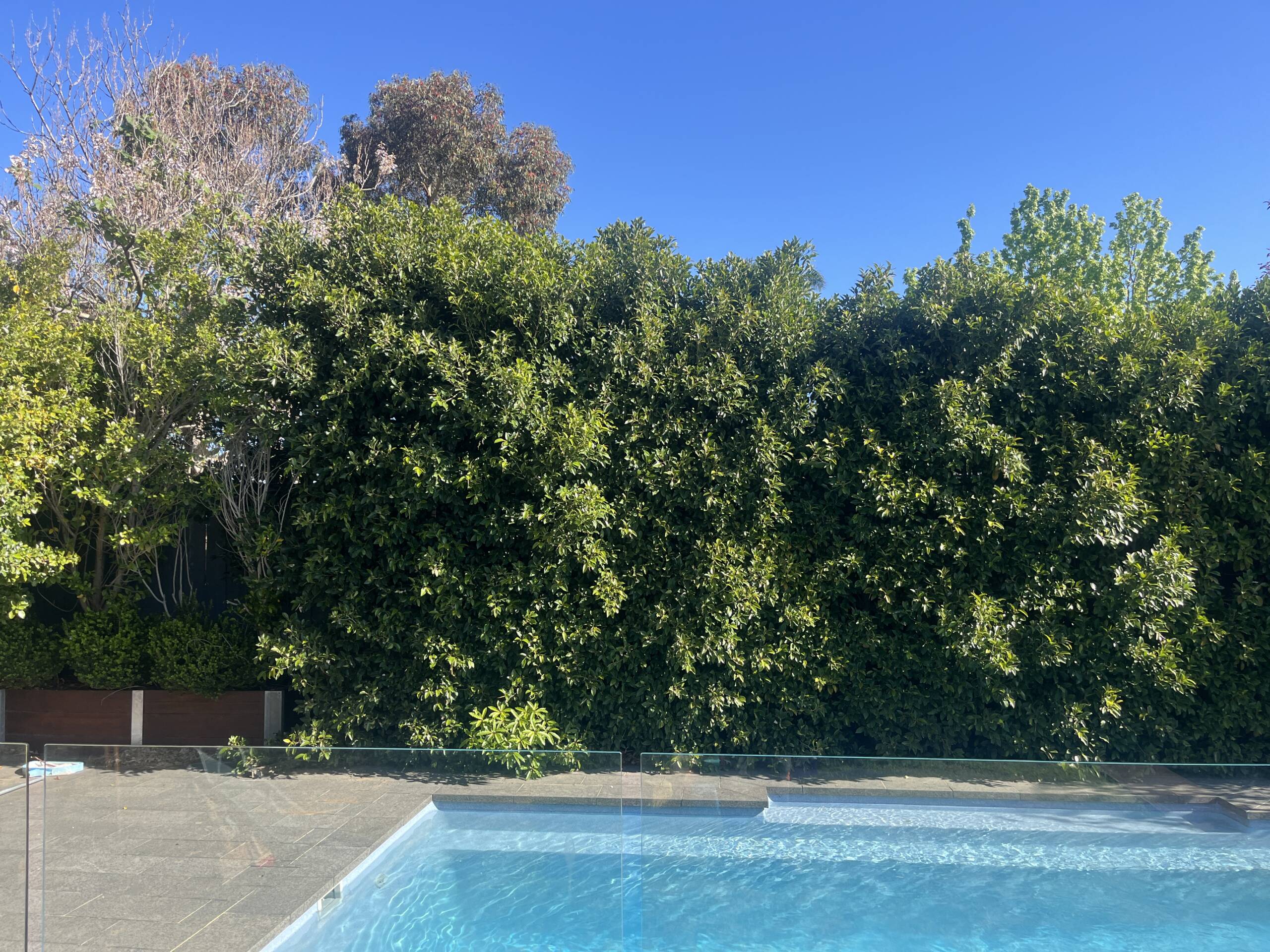 Overgrown hedge before trimming