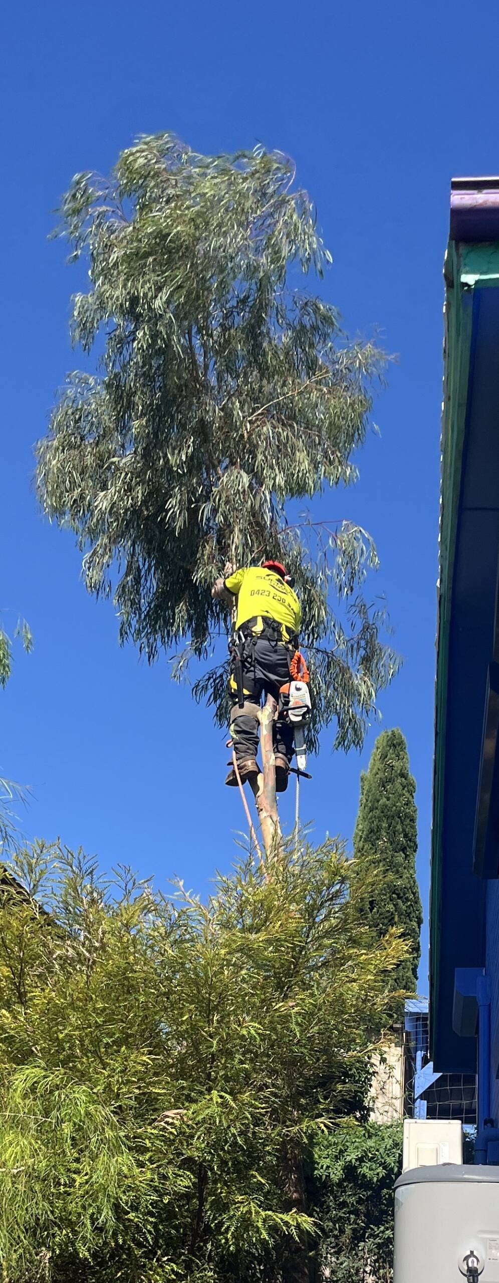 Do You Need a Permit to Remove a Tree in Victoria?