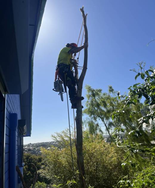Safer Trees Melbourne arborist climbing and rigging down a tree