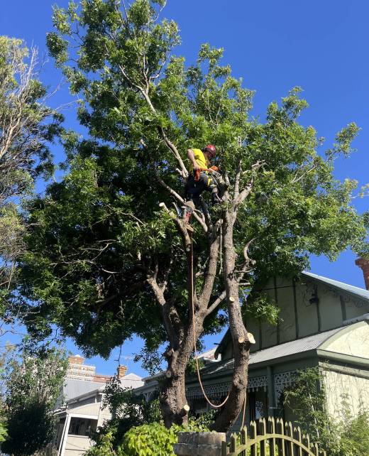 Tree Pruning by Safer Trees Melbourne